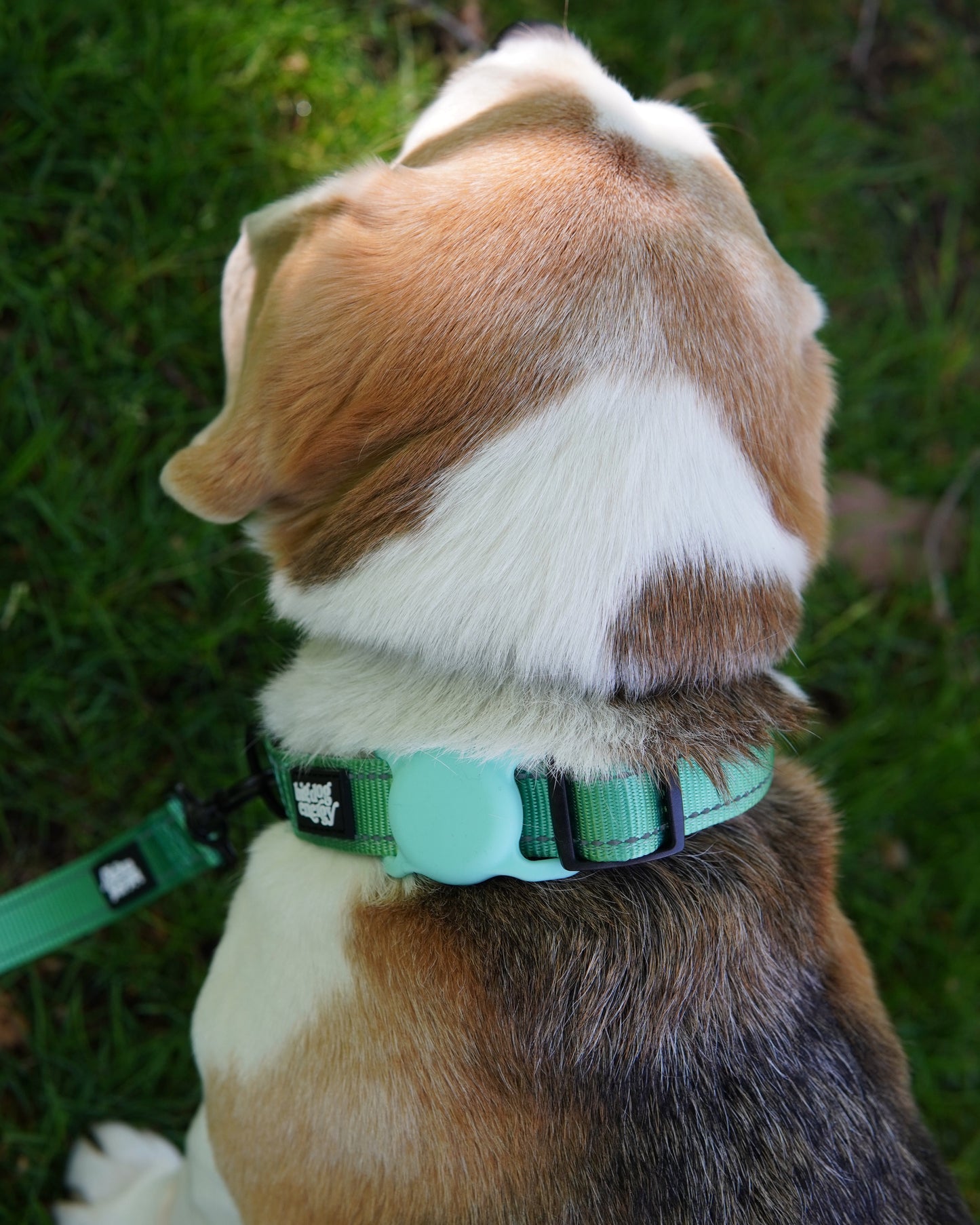 Beagle wearing a dog collar in turquoise