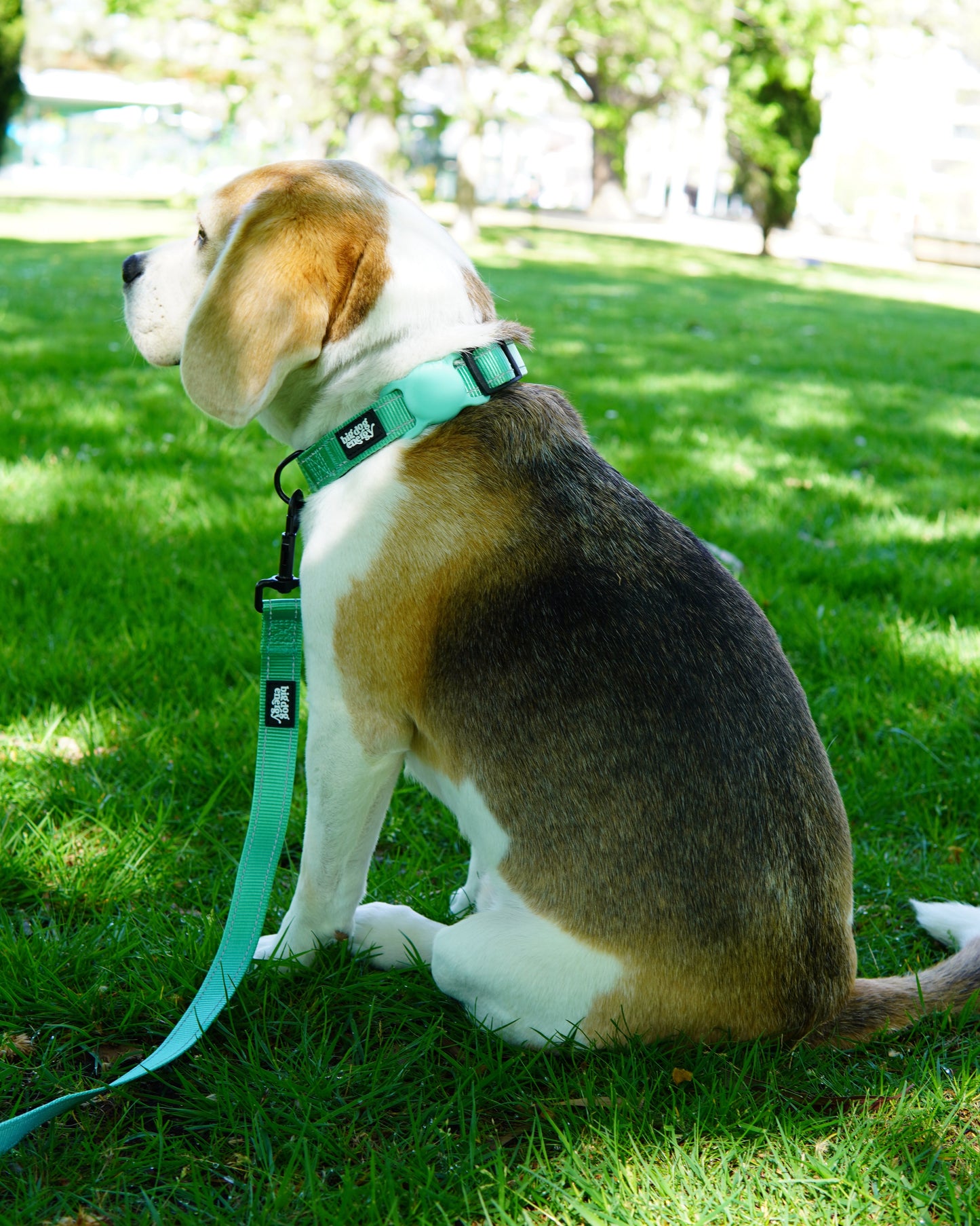 Beagle wearing a dog collar in turquoise