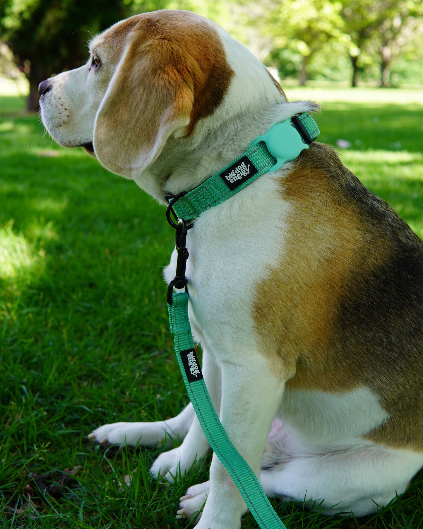 Beagle wearing a dog collar in turquoise