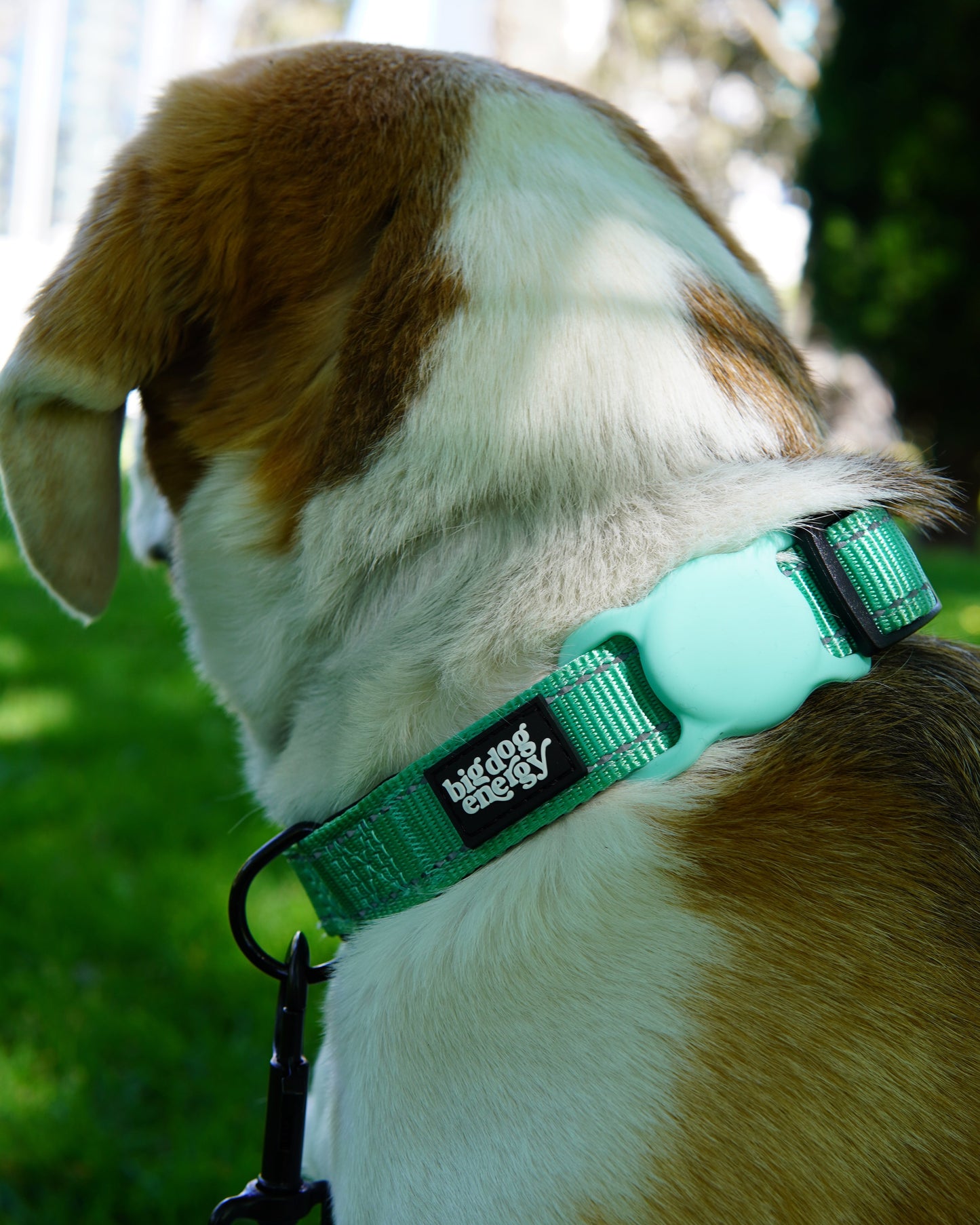 Beagle wearing a dog collar in turquoise