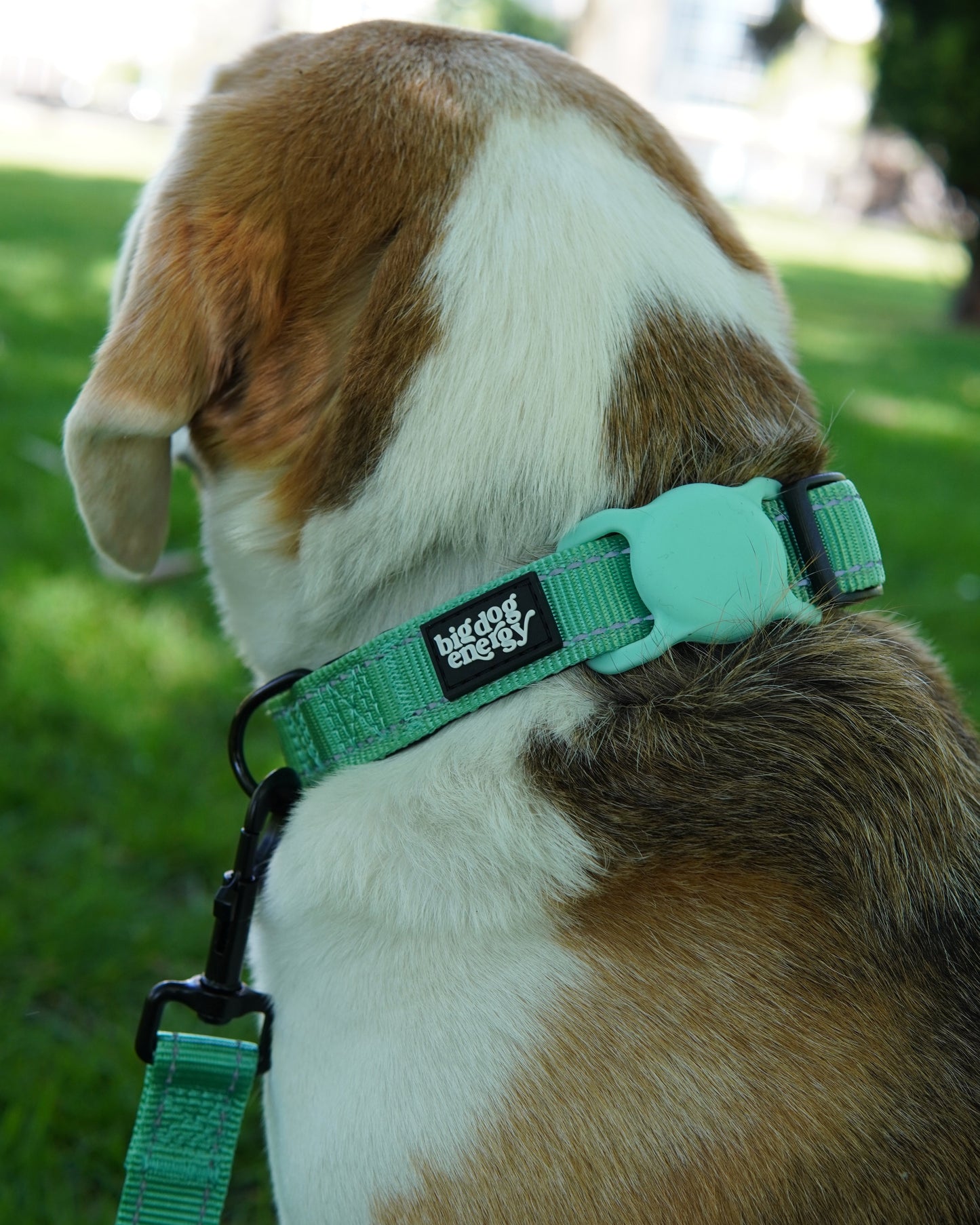 Beagle wearing a dog collar in turquoise