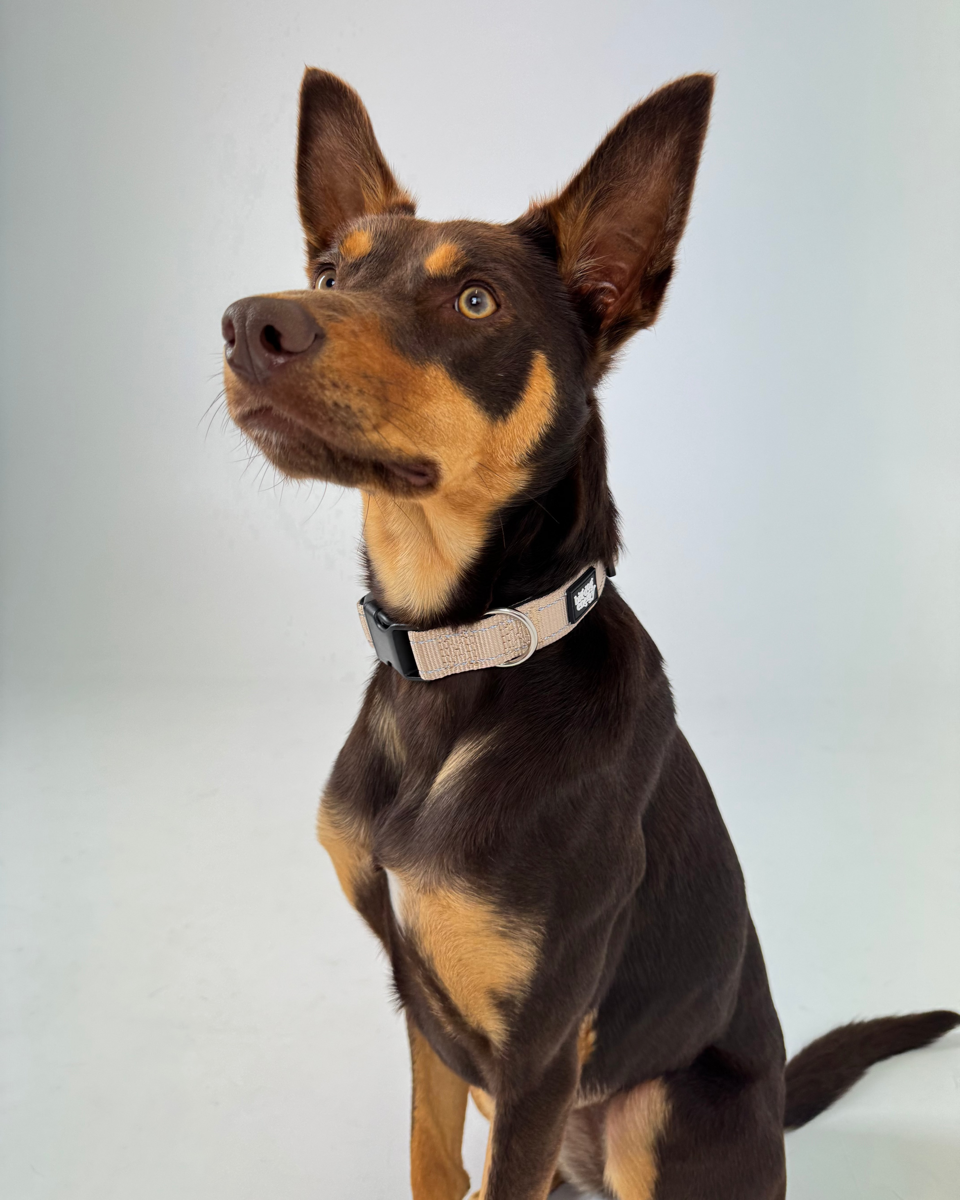 Kelpie wearing a beige collar