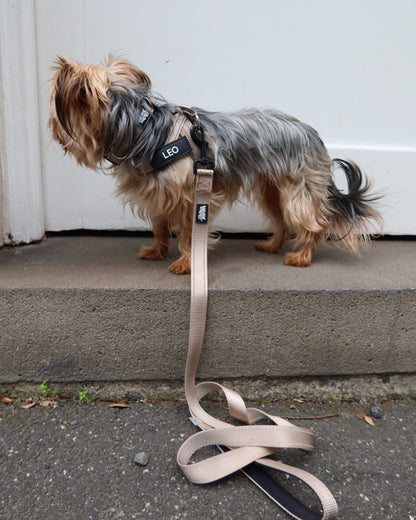 Silky Terrier wearing a beige harness
