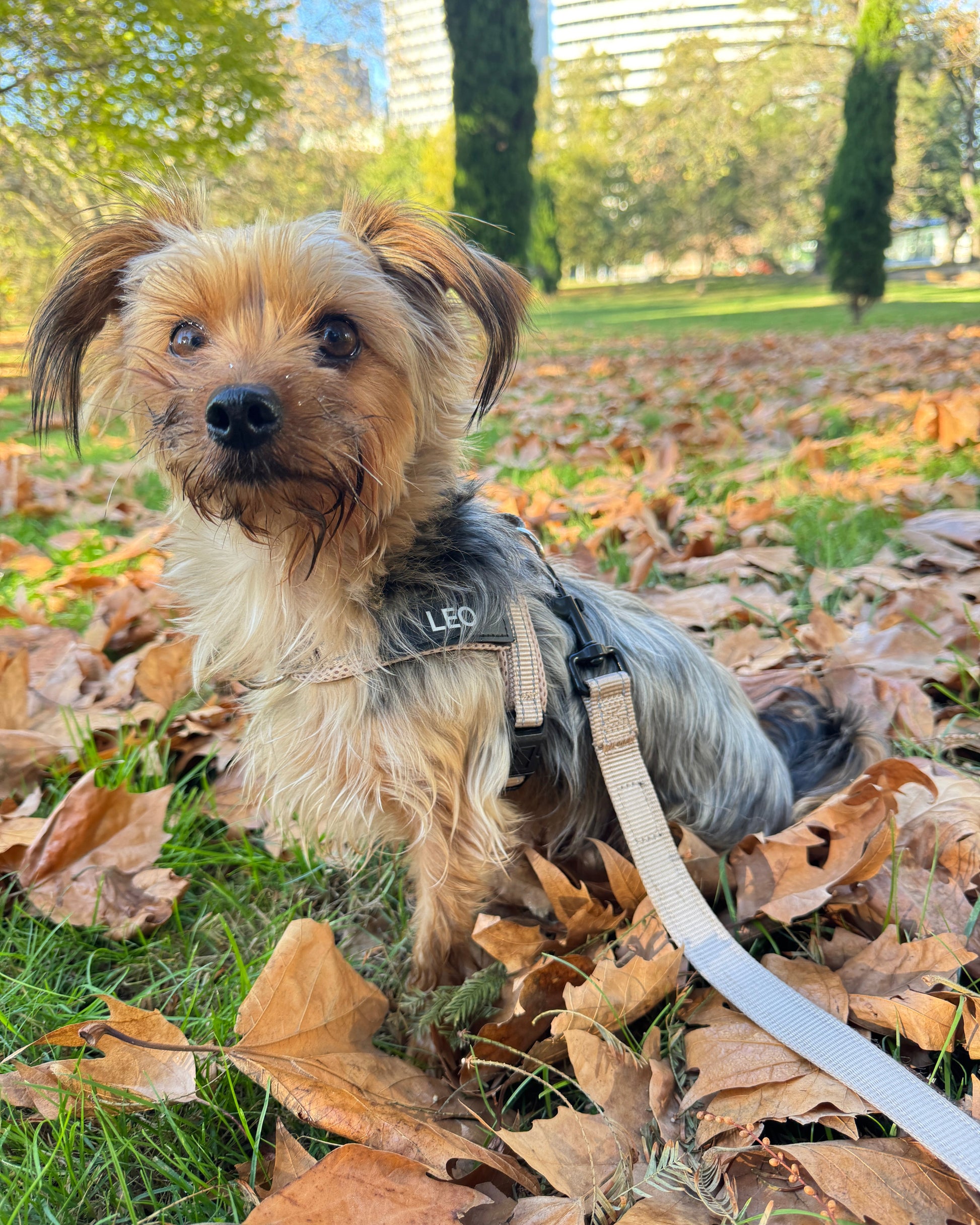 Silky Terrier wearing a beige harness