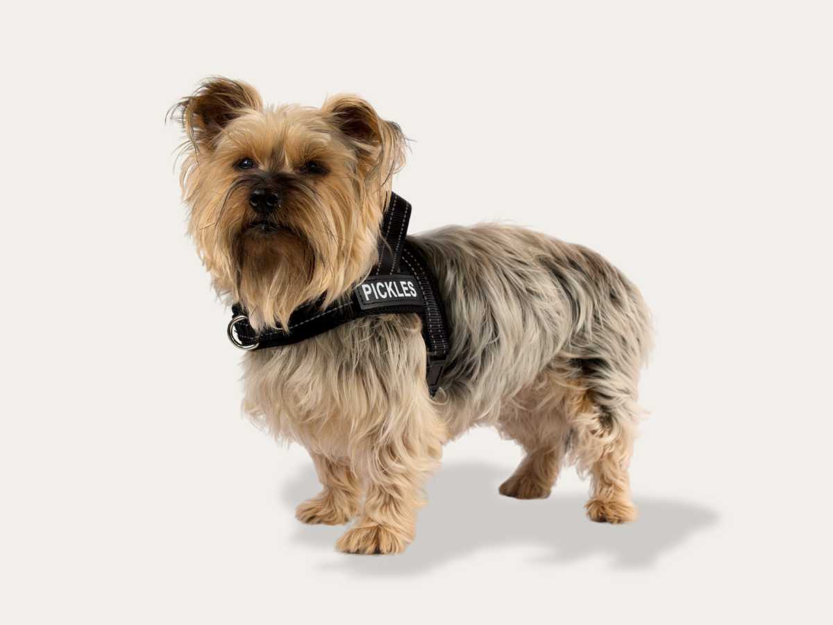 Dog Harness - Classic Black