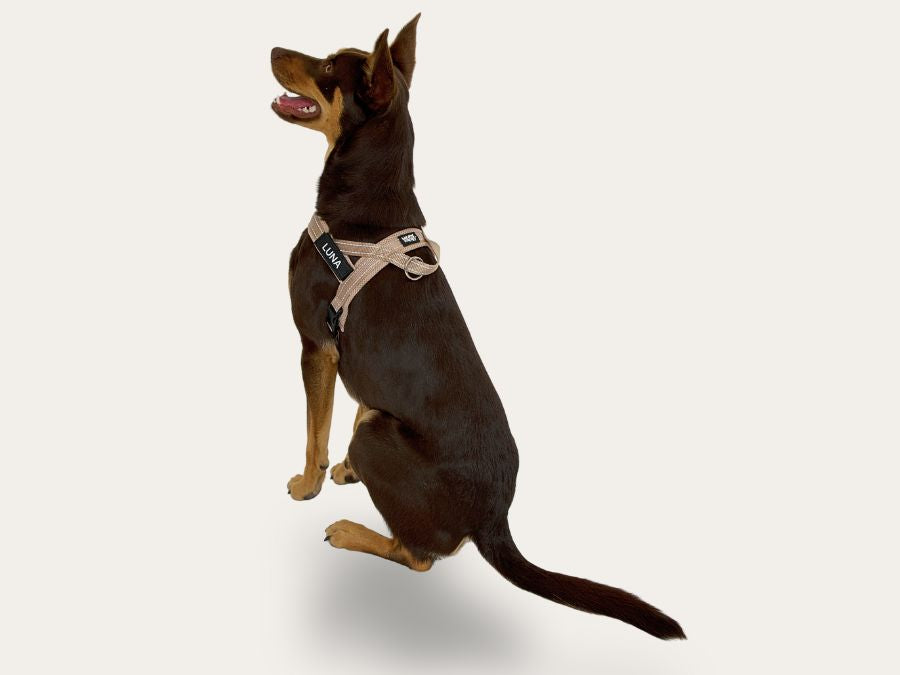 Dog Harness - Neutral Beige