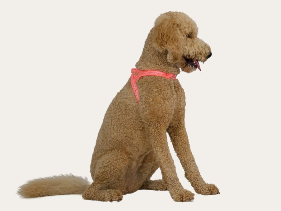 Dog Harness - Pink