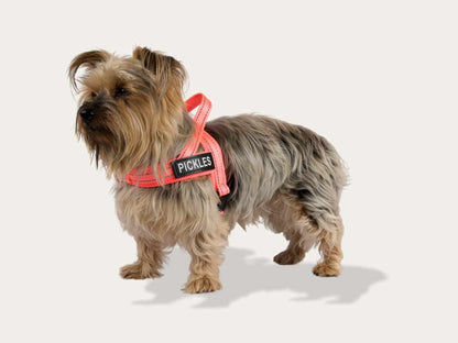 Dog Harness - Pink