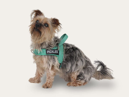 Dog Harness - Turquoise