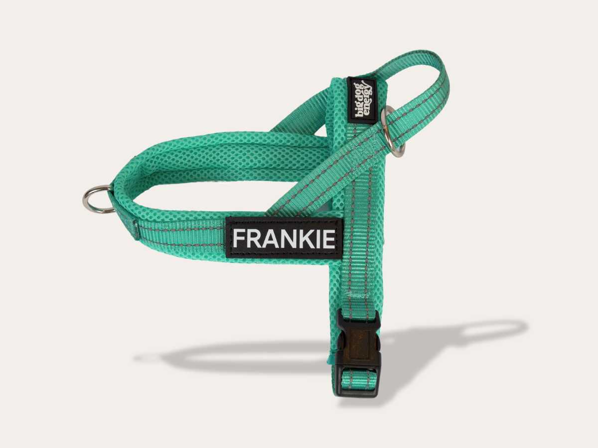 Dog Harness - Turquoise