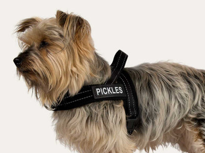 Dog Harness - Classic Black