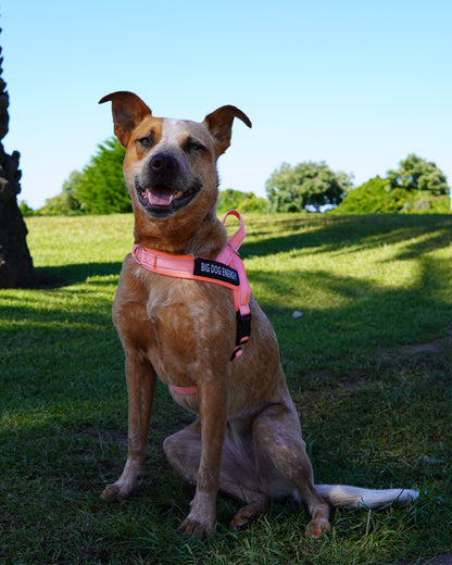 Cattle Dog wearing a light pink harness