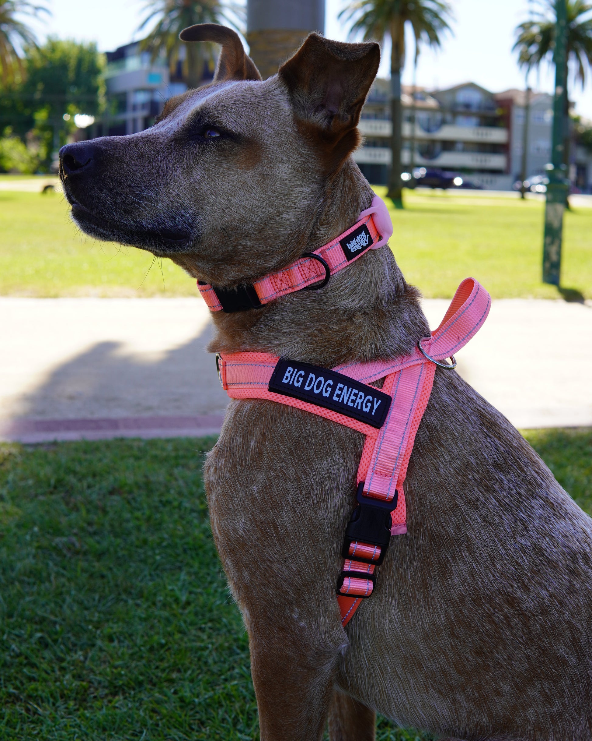 Cattle dog wearing a light pink harness and collar