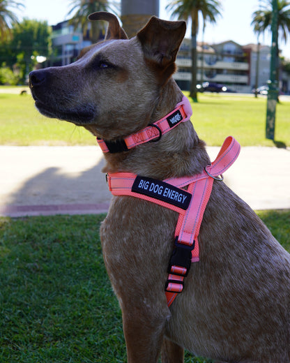 Cattle dog wearing a light pink harness and collar