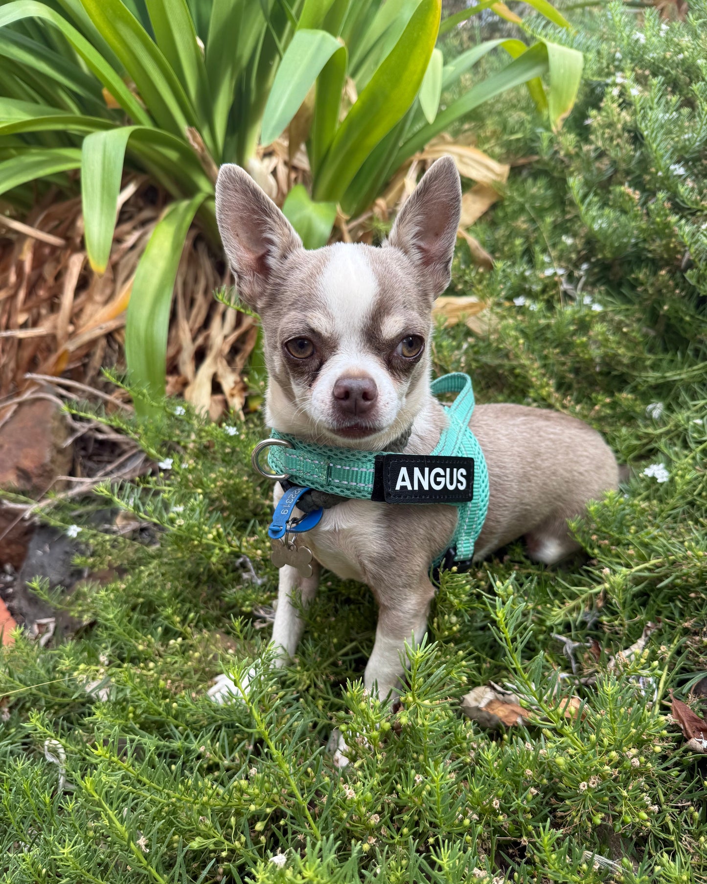 Chihuahua wearing a turquoise harness