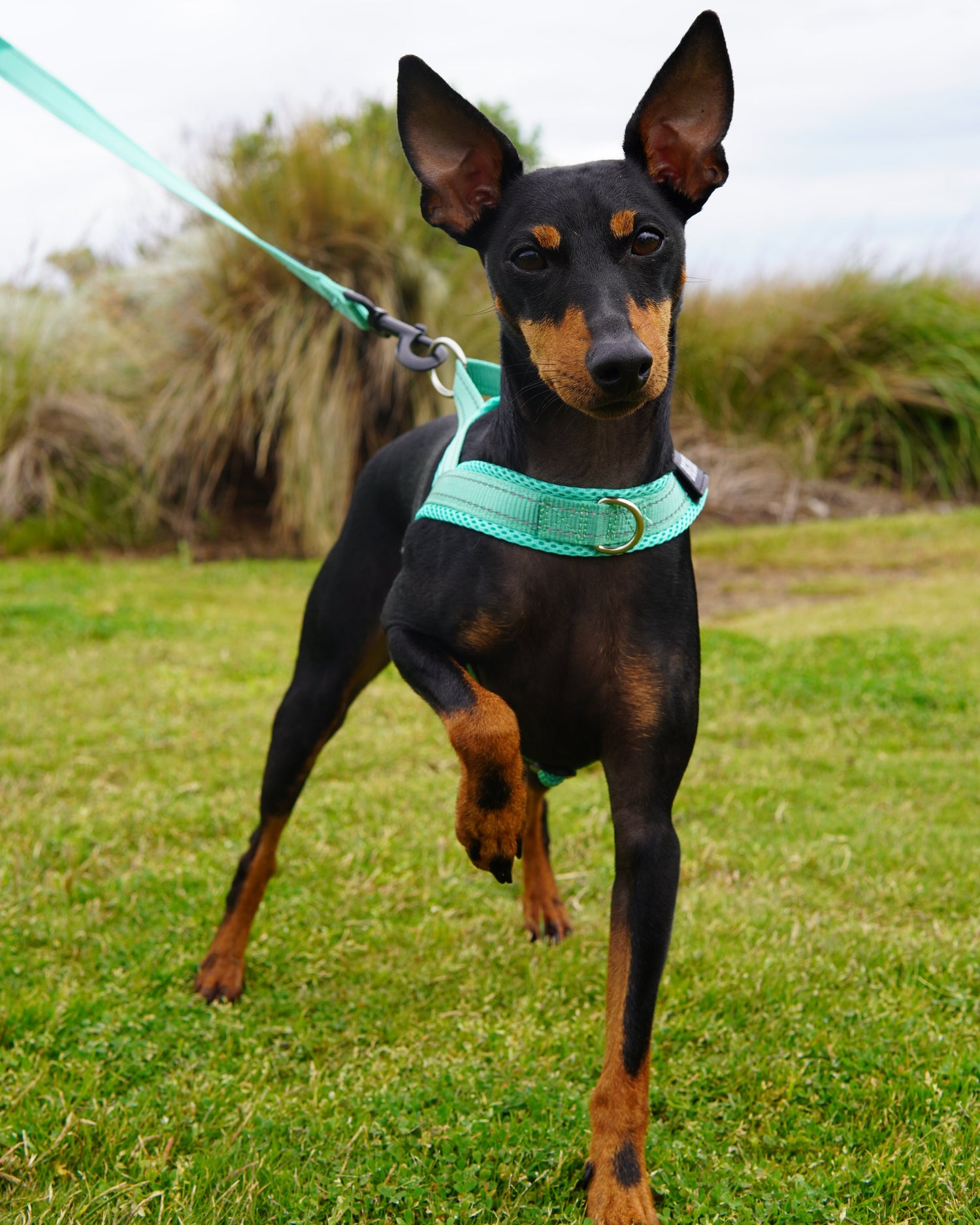 English Toy Terrier wearing a turquoise harness
