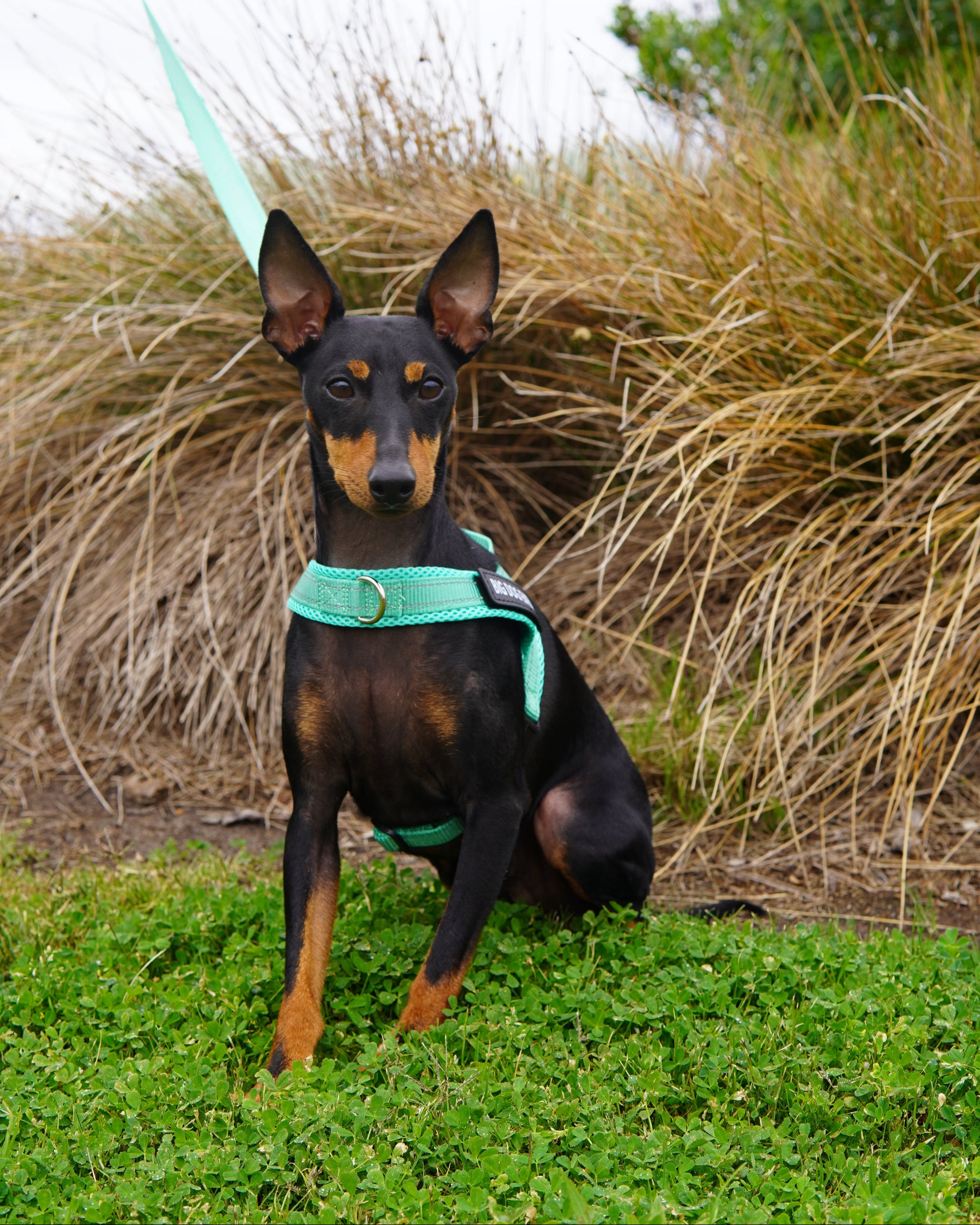 English Toy Terrier wearing a turquoise harness