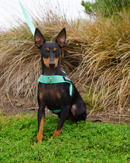 English Toy Terrier wearing a turquoise harness