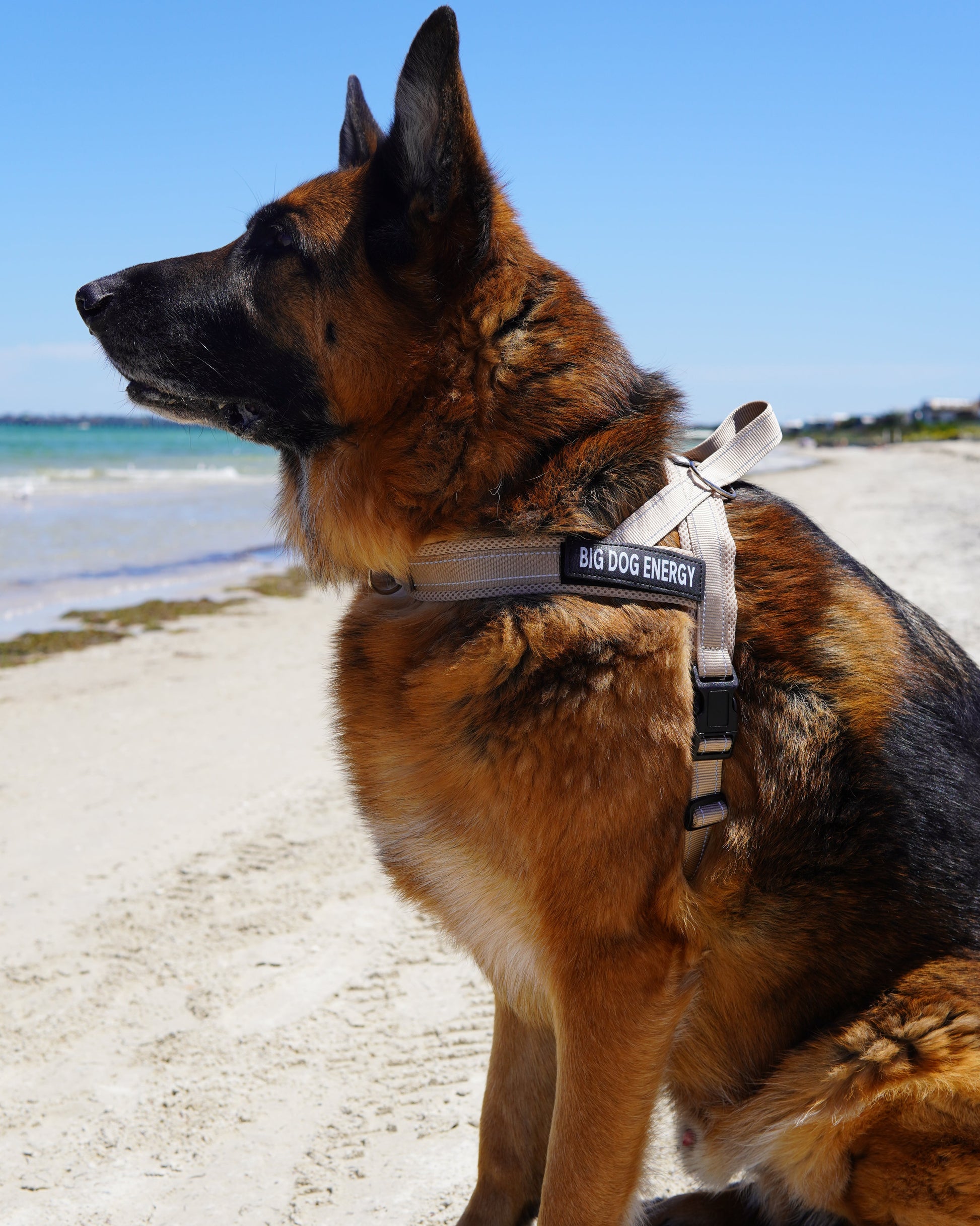 German Shepherd wearing a beige harness