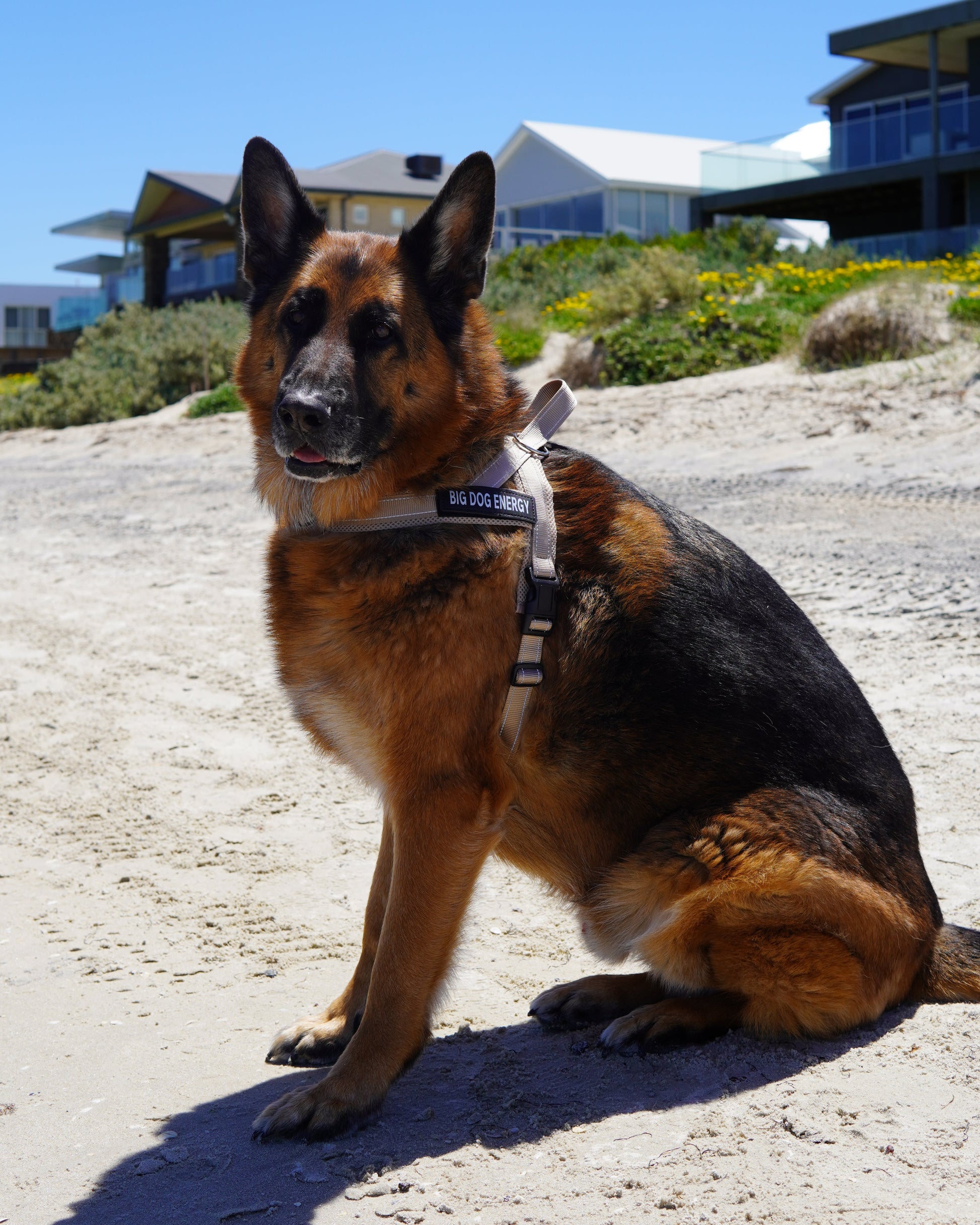 German Shepherd wearing a beige harness
