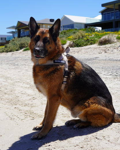 German Shepherd wearing a beige harness