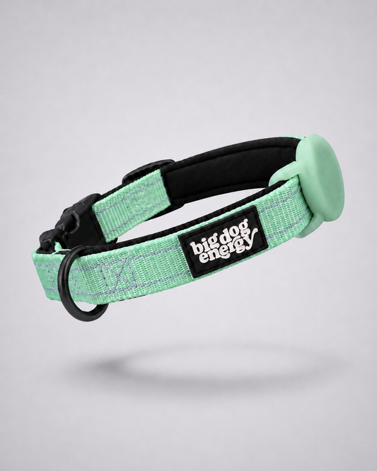 Turquoise dog collar