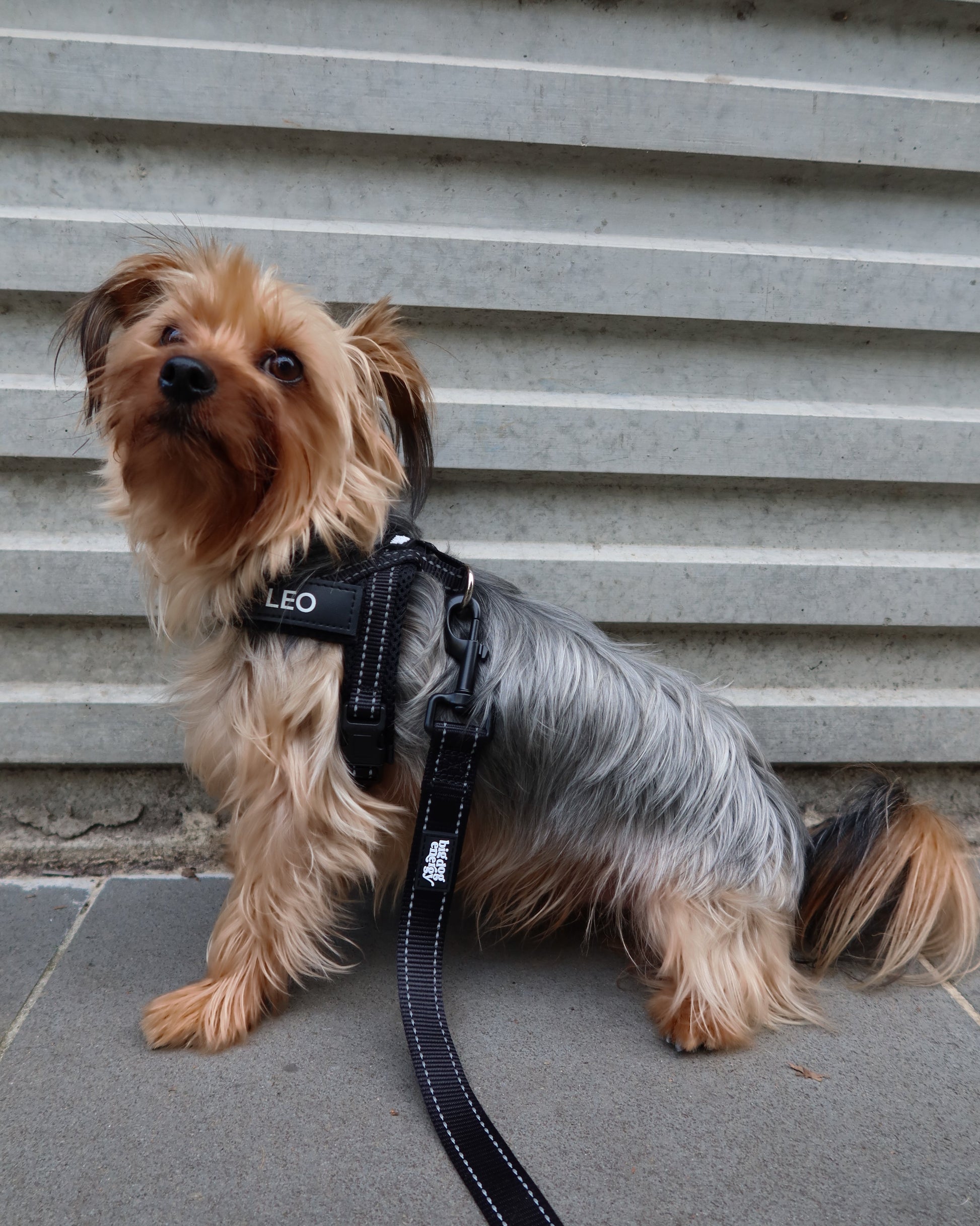 Silky Terrier wearing a black harness