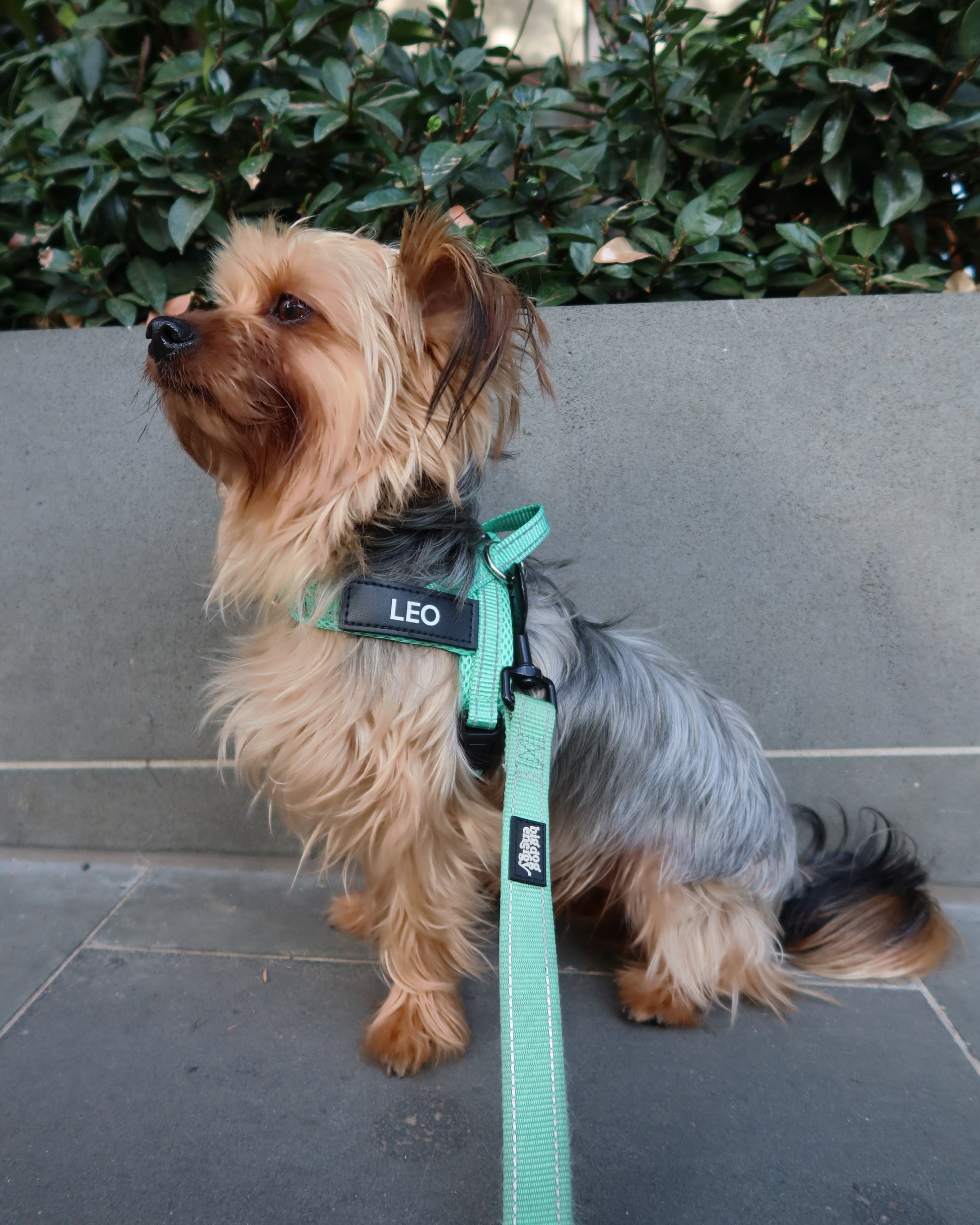 Silky Terrier wearing a turquoise harness