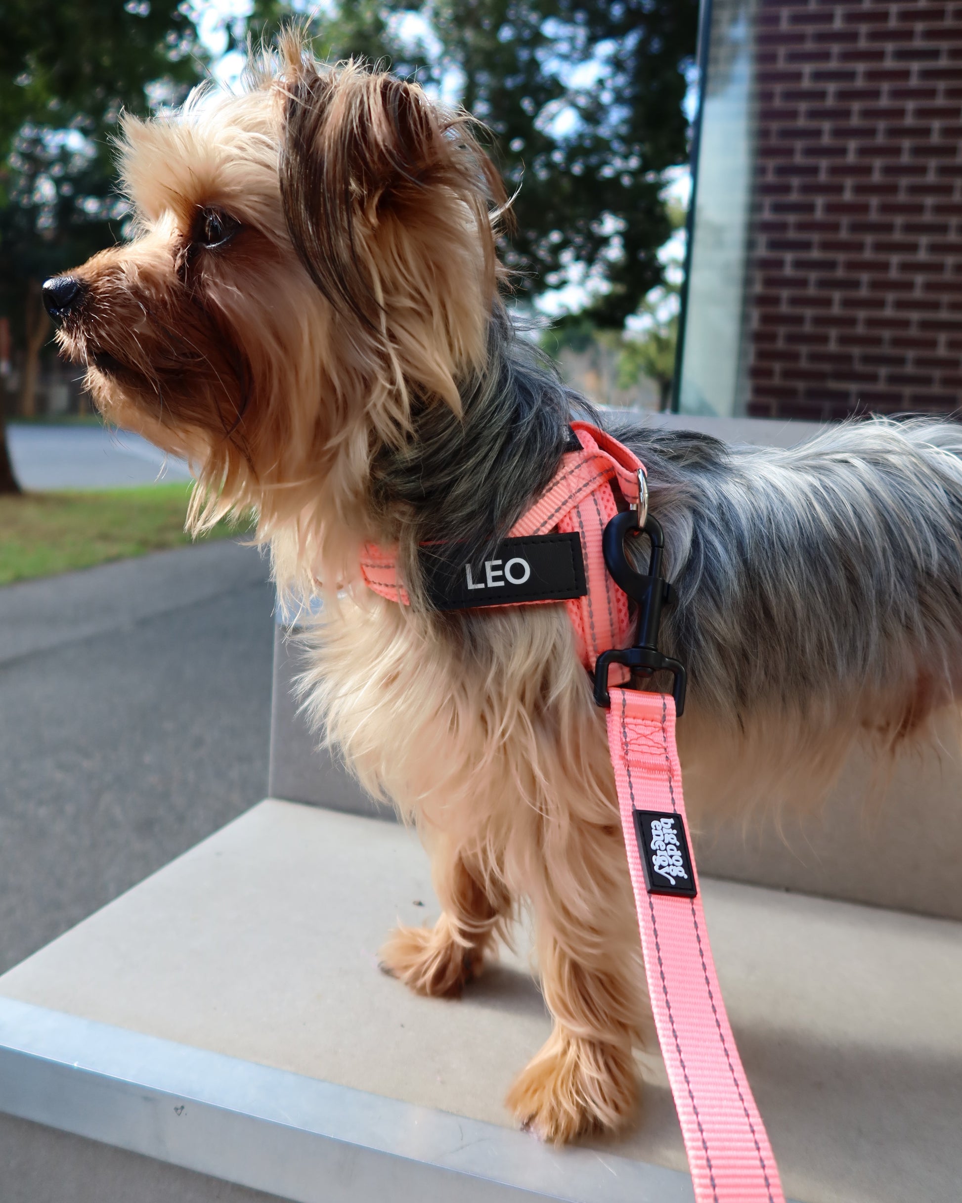 Silky Terrier wearing a light pink harness