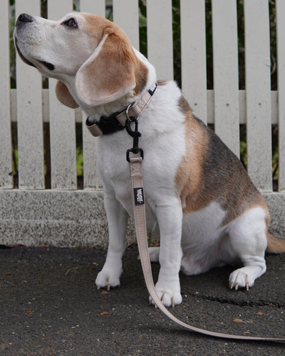 Beagle wearing a beige leash