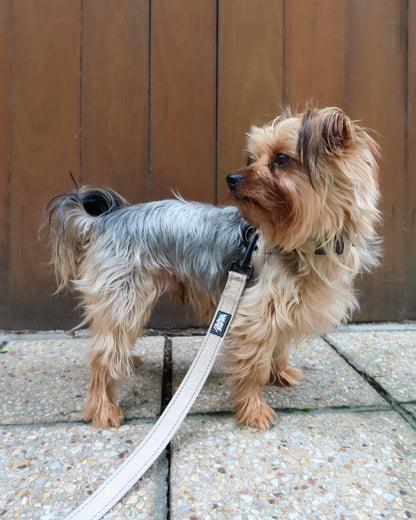 Silky Terrier wearing a beige leash