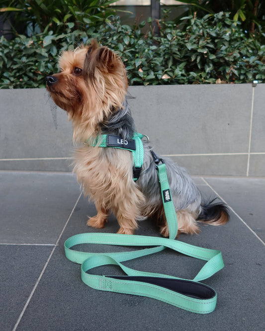 Silky Terrier wearing a green leash