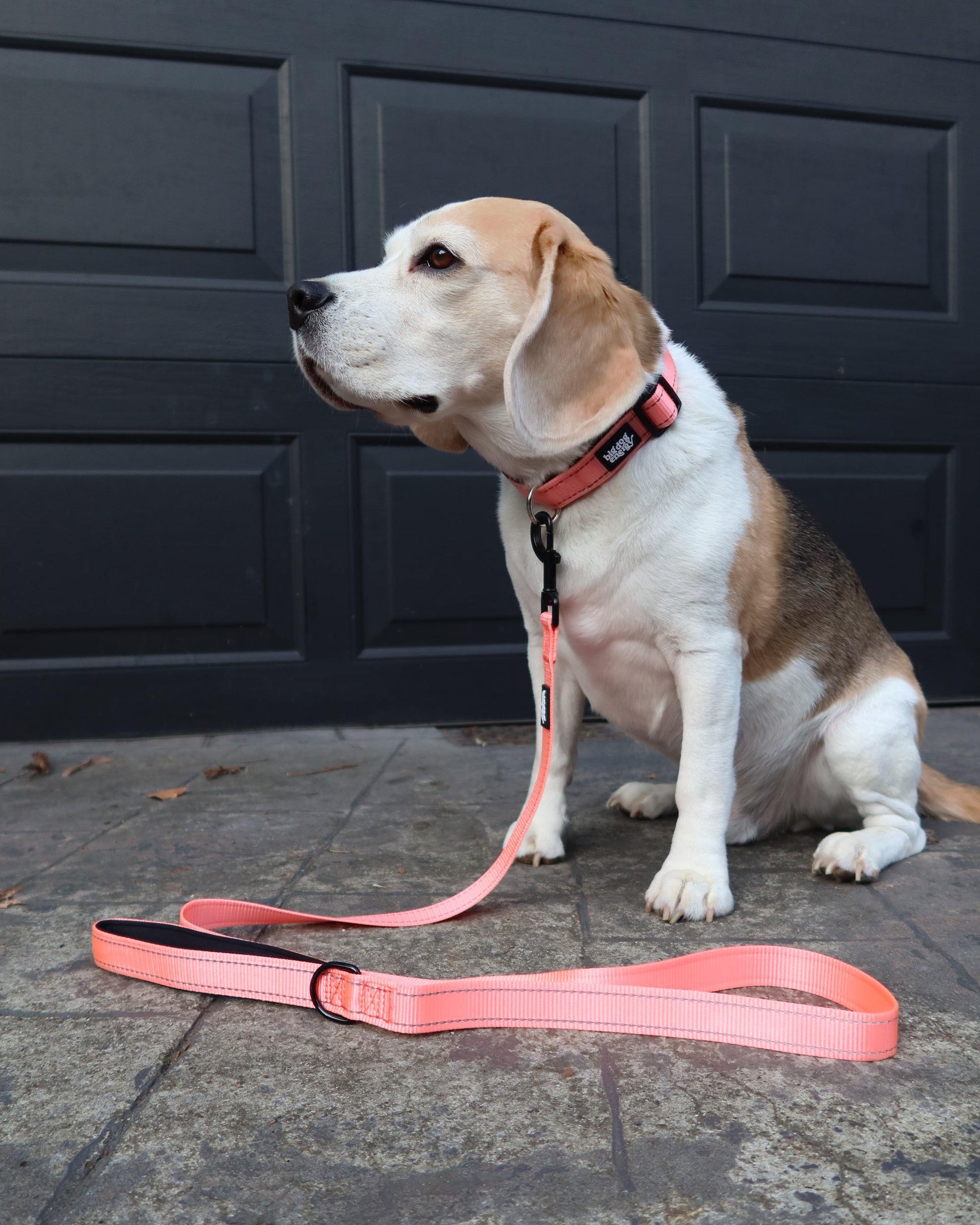 Beagle wearing a light pink leash
