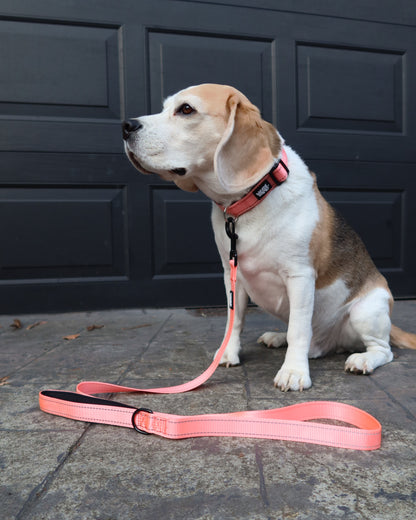 Beagle wearing a light pink leash