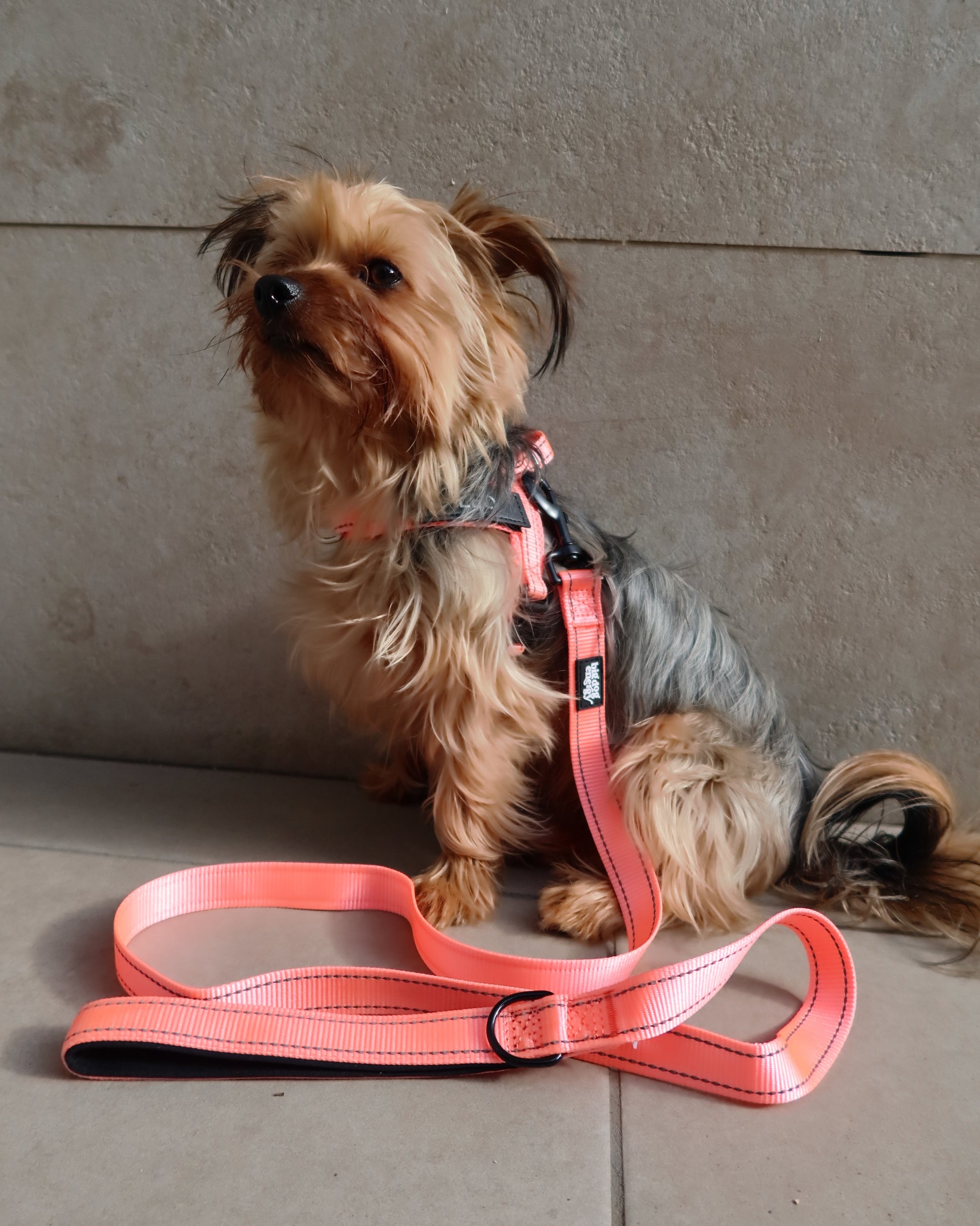 Silky Terrier wearing a light pink leash
