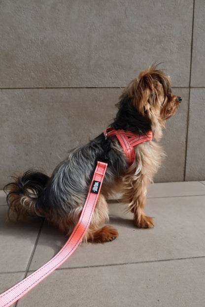 Silky Terrier wearing a pink leash
