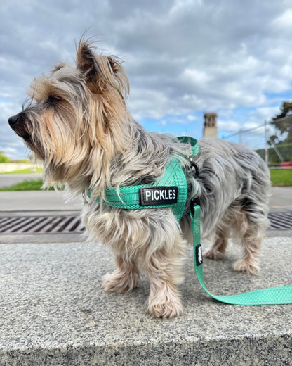 Silky terrier wearing dog harness