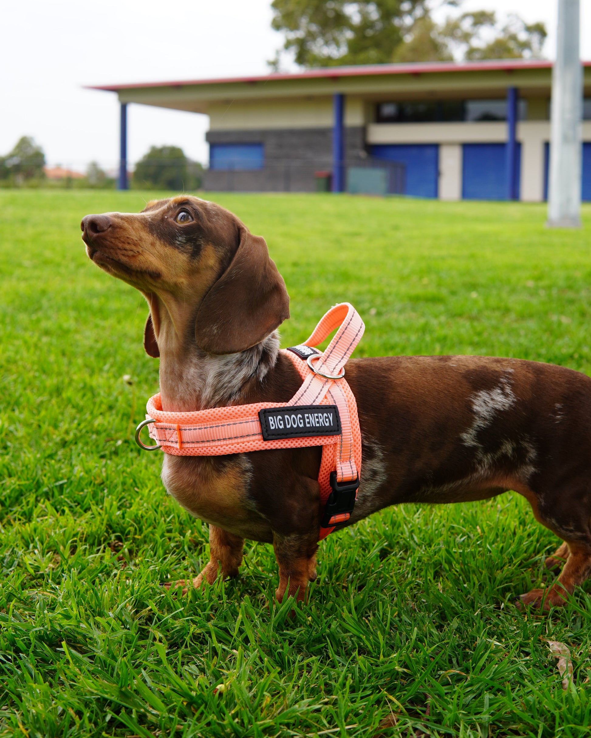 Sausage dog wearing a light pink harness