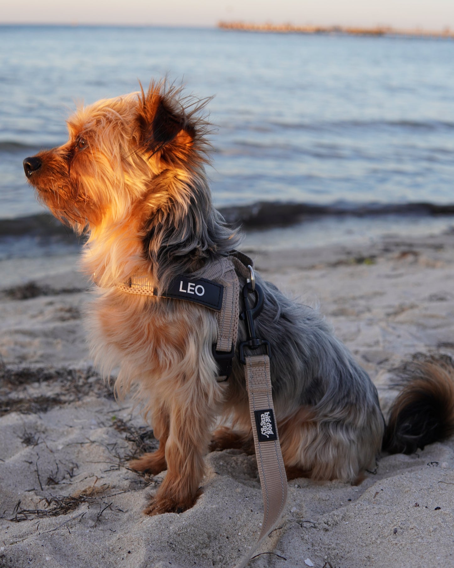 Silky Terrier wearing a beige harness