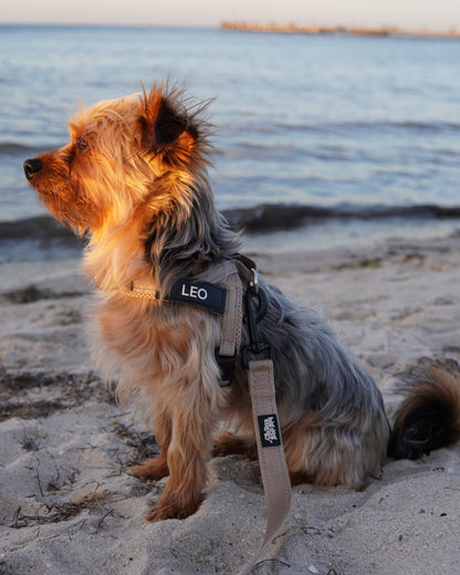 Silky Terrier wearing a beige harness