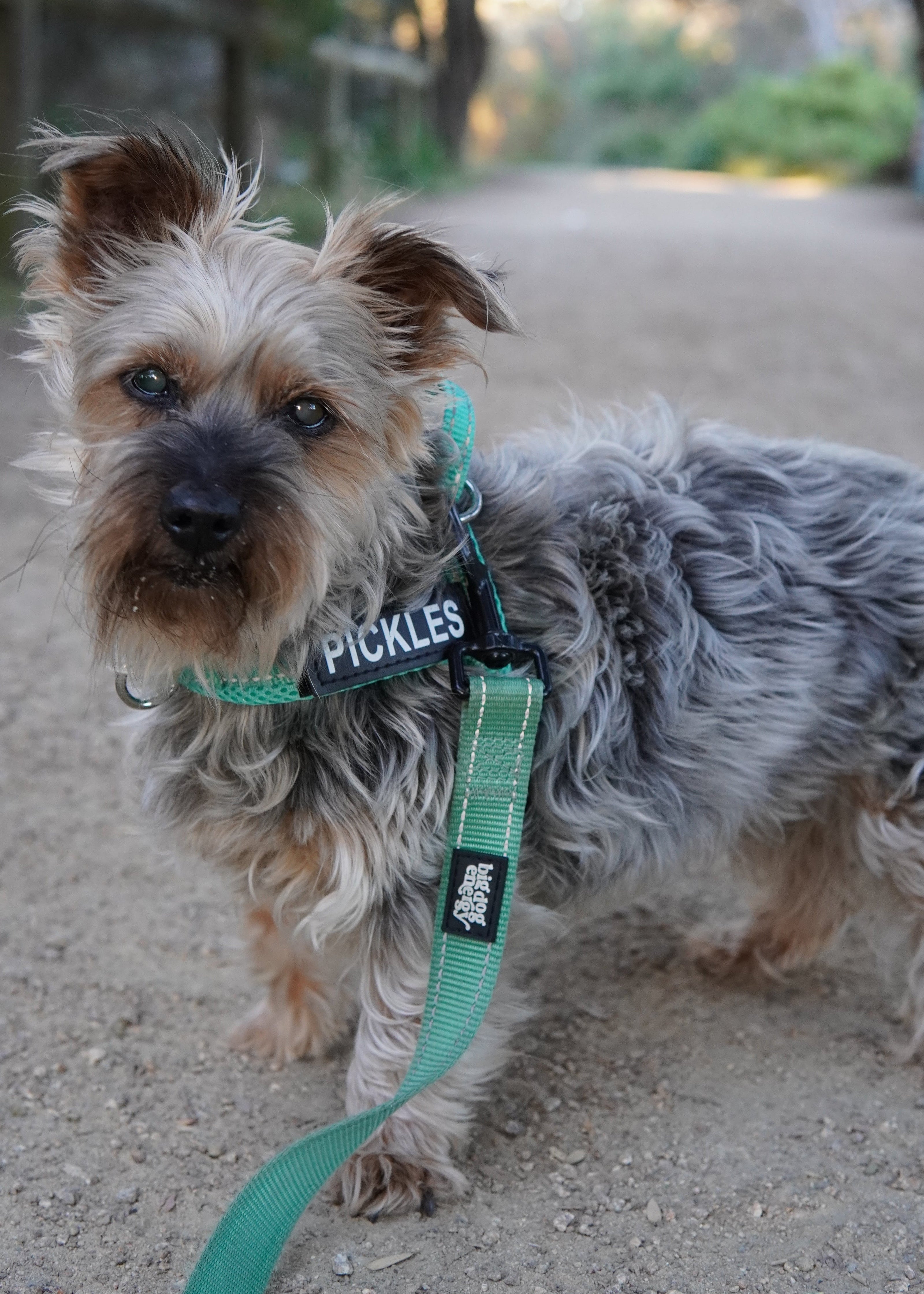 Silky Terrier wearing a turquoise harness