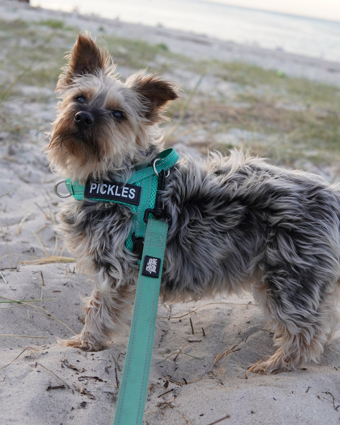 Silky Terrier wearing a turquoise harness
