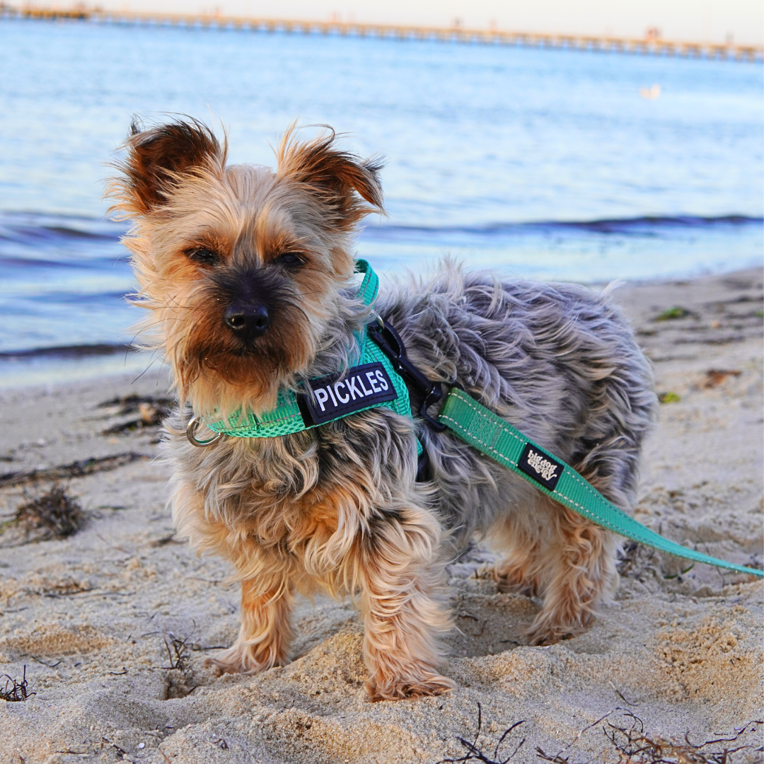 Silky Terrier wearing a Turquoise Harness