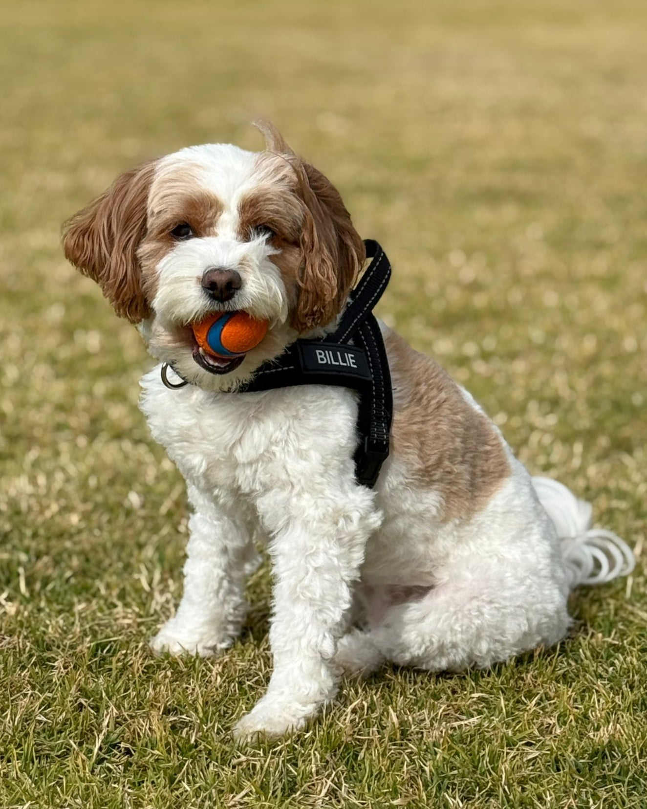 Dog sitting on grass with a ball in its mouth