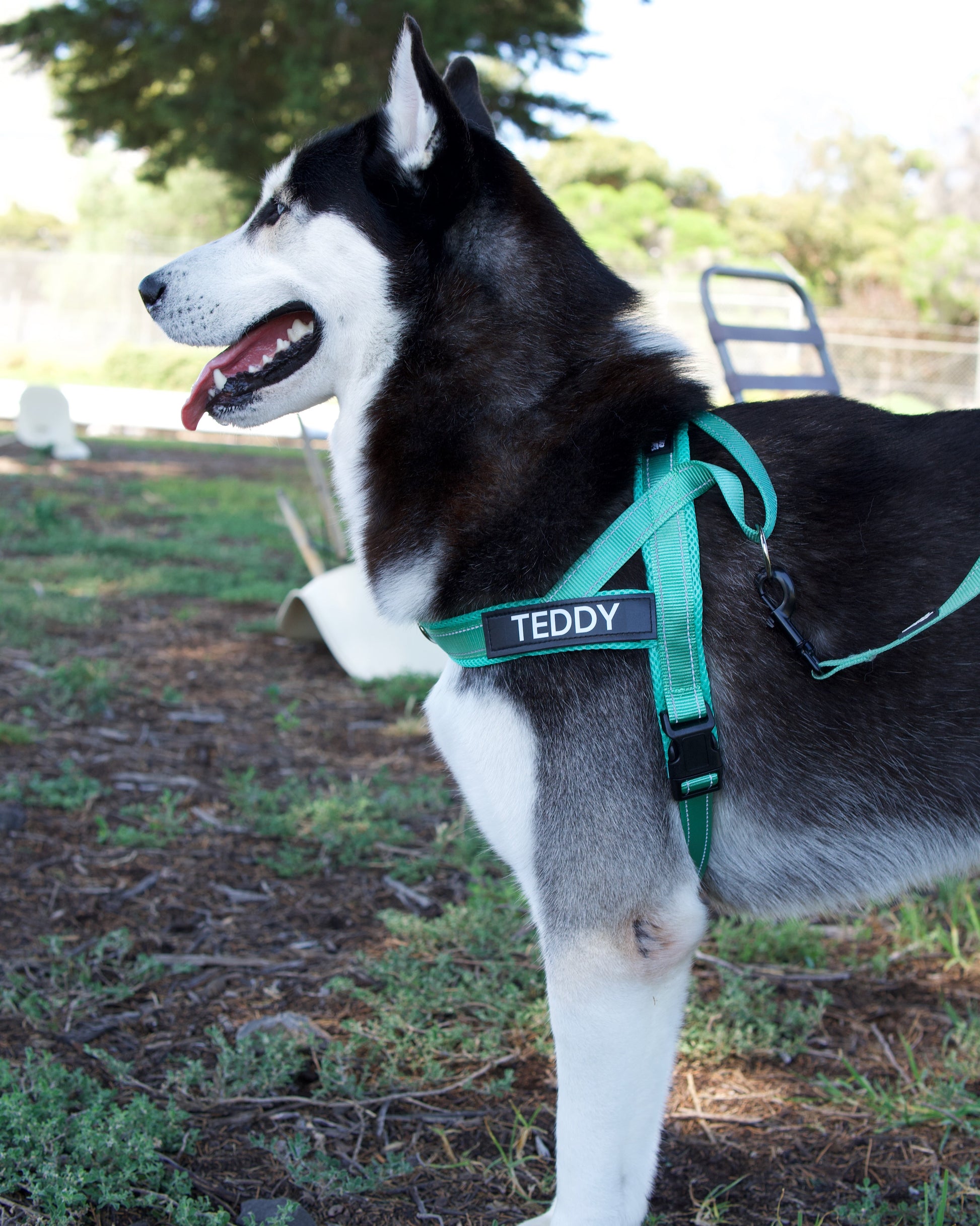 Husky wearing a turquoise harness