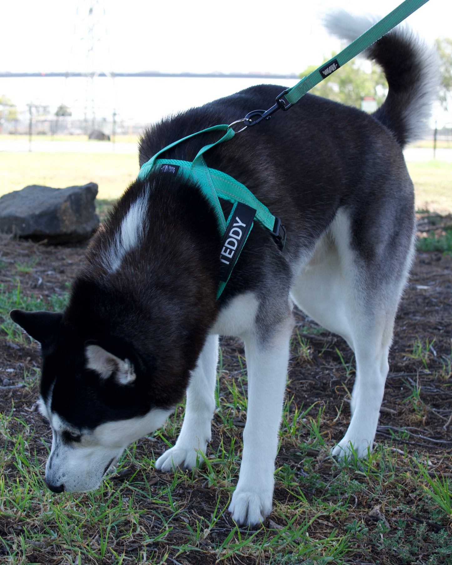 Durable Dog Leash - Turquoise