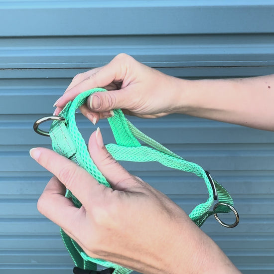 Turquoise dog harness 