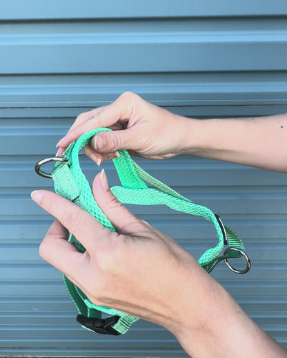 Turquoise dog harness 