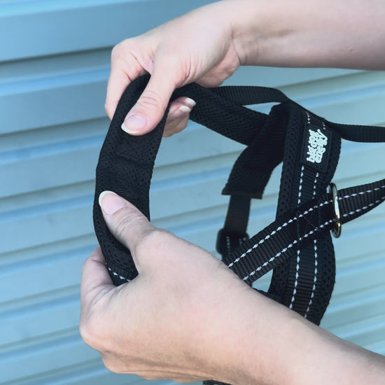 Black dog harness