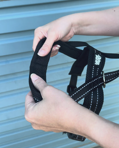 Black dog harness